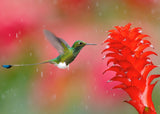 Wildlife Photographer of the Year: 20 Postcards